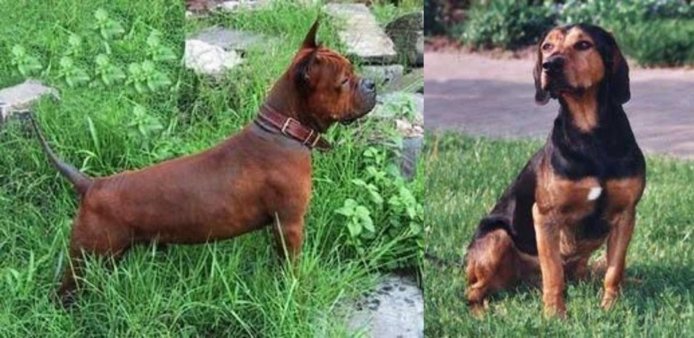Tyrolean Hound vs Chinese Chongqing Dog - Breed Comparison