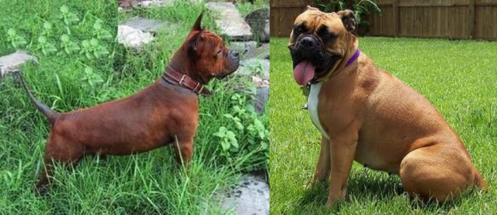 Valley Bulldog vs Chinese Chongqing Dog - Breed Comparison