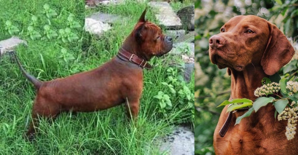 Vizsla vs Chinese Chongqing Dog - Breed Comparison