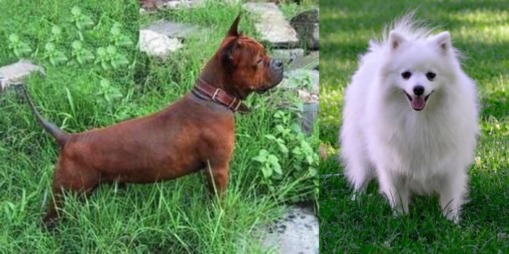 Volpino Italiano vs Chinese Chongqing Dog - Breed Comparison