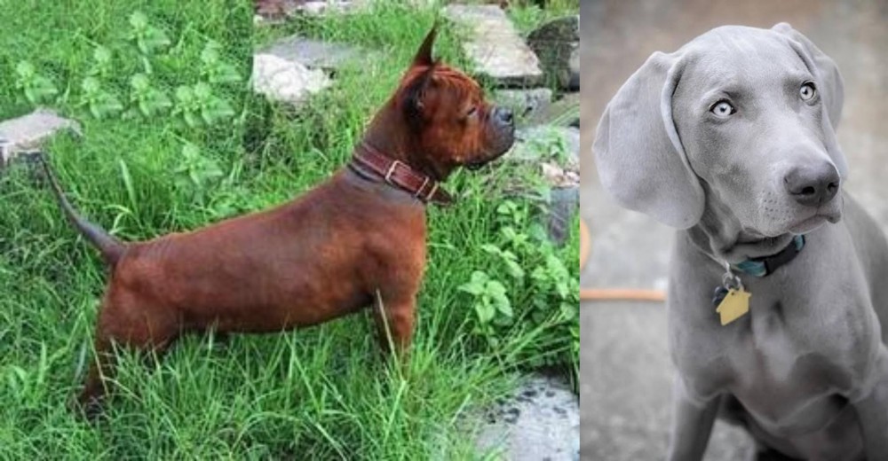 Weimaraner vs Chinese Chongqing Dog - Breed Comparison