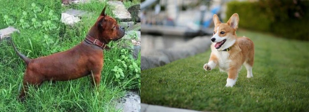 Welsh Corgi vs Chinese Chongqing Dog - Breed Comparison