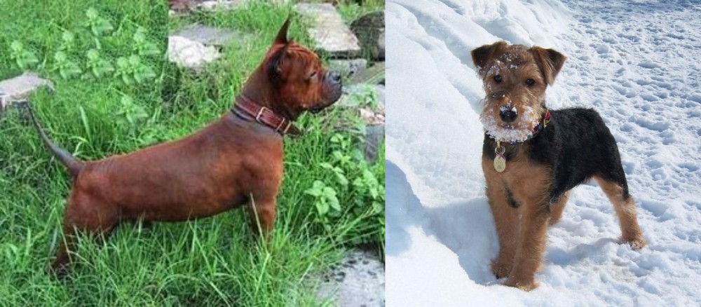 Welsh Terrier vs Chinese Chongqing Dog - Breed Comparison
