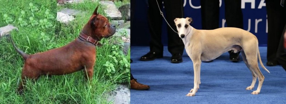 Whippet vs Chinese Chongqing Dog - Breed Comparison