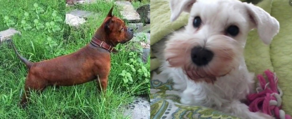 White Schnauzer vs Chinese Chongqing Dog - Breed Comparison