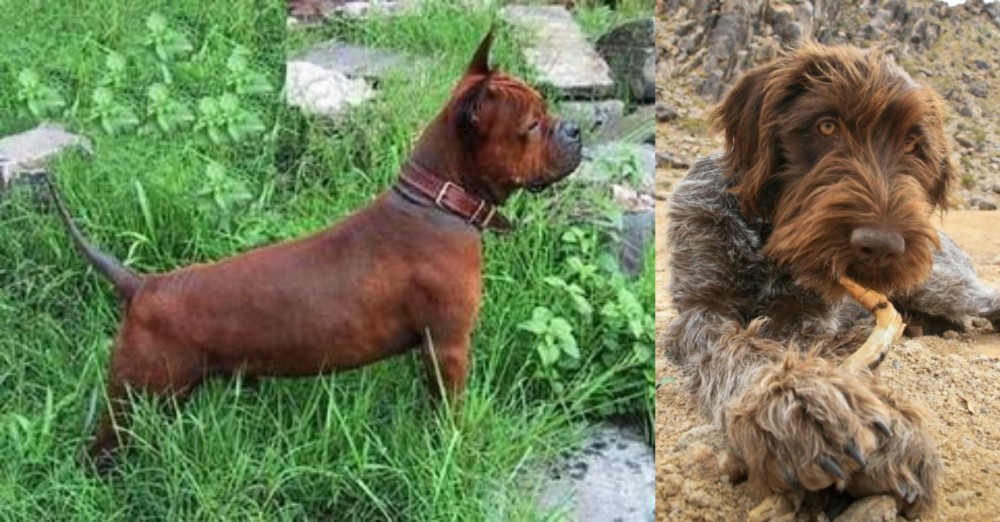 Wirehaired Pointing Griffon vs Chinese Chongqing Dog - Breed Comparison