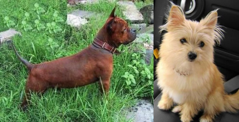Yoranian vs Chinese Chongqing Dog - Breed Comparison
