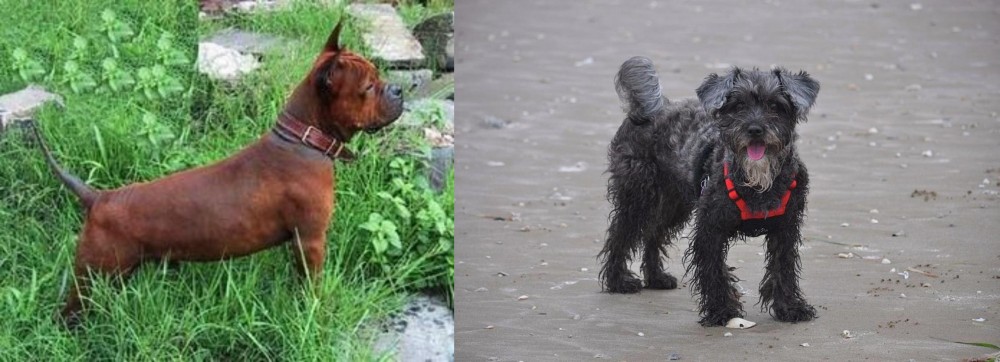 YorkiePoo vs Chinese Chongqing Dog - Breed Comparison