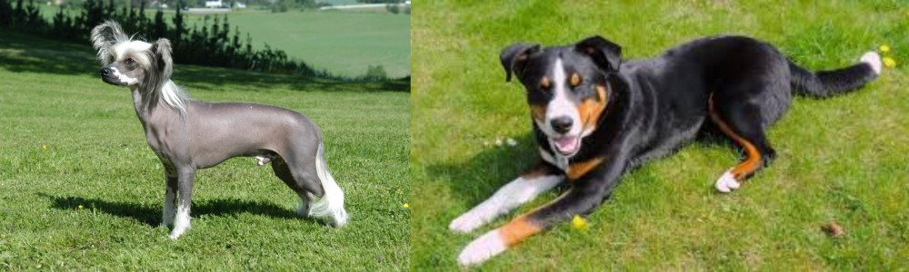 Appenzell Mountain Dog vs Chinese Crested Dog - Breed Comparison