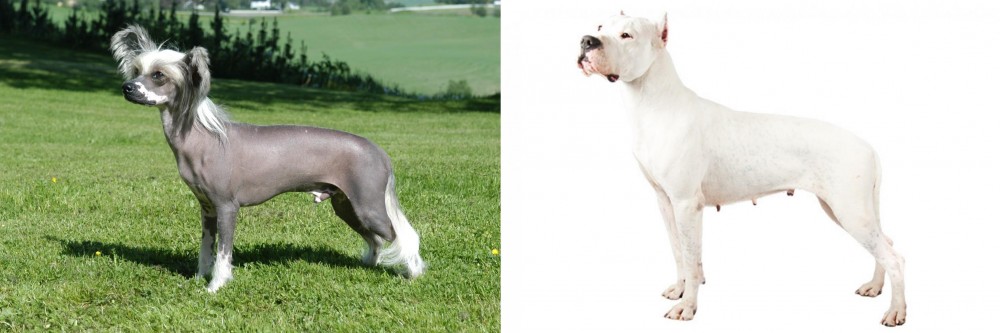 Argentine Dogo vs Chinese Crested Dog - Breed Comparison