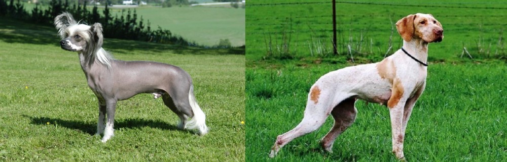 Ariege Pointer vs Chinese Crested Dog - Breed Comparison