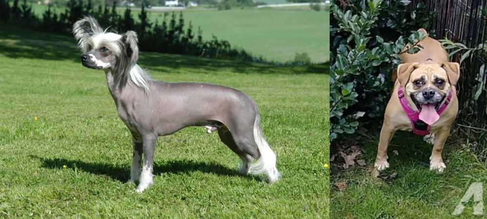 Beabull vs Chinese Crested Dog - Breed Comparison