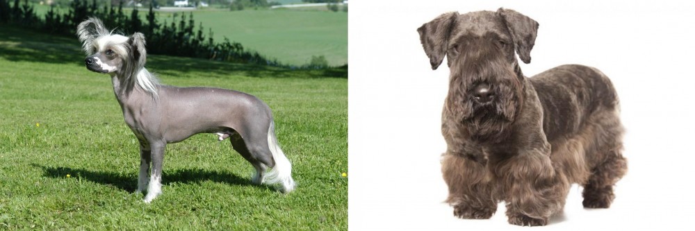 Cesky Terrier vs Chinese Crested Dog - Breed Comparison