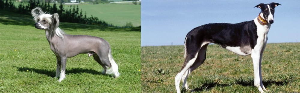 Chart Polski vs Chinese Crested Dog - Breed Comparison