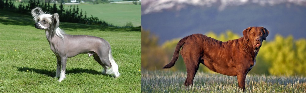 Chesapeake Bay Retriever vs Chinese Crested Dog - Breed Comparison