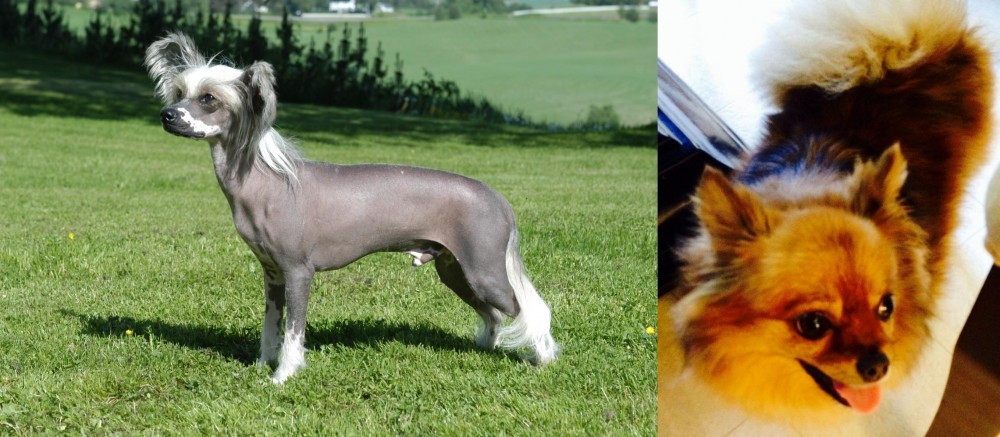 Chiapom vs Chinese Crested Dog - Breed Comparison