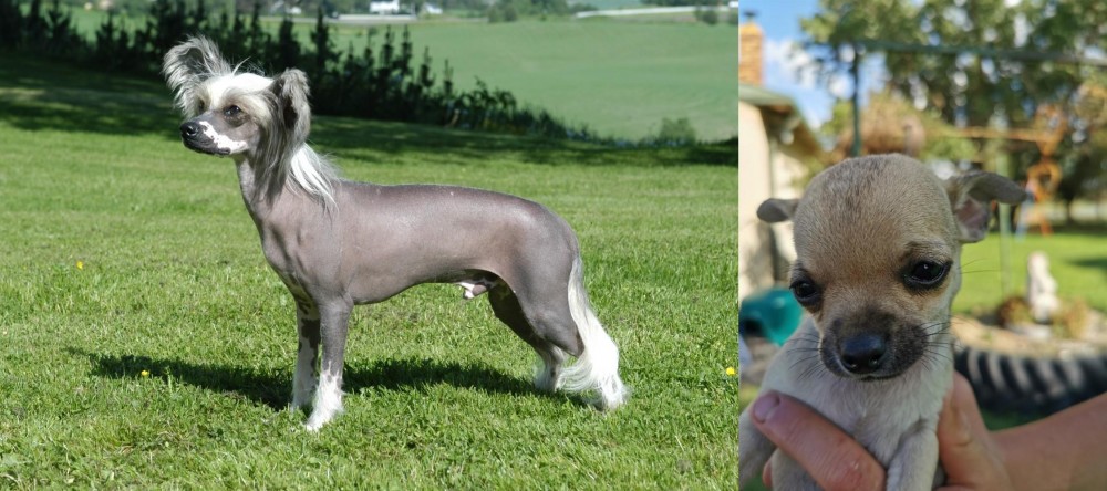 Chihuahua vs Chinese Crested Dog - Breed Comparison