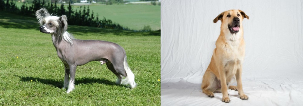 Chinook vs Chinese Crested Dog - Breed Comparison
