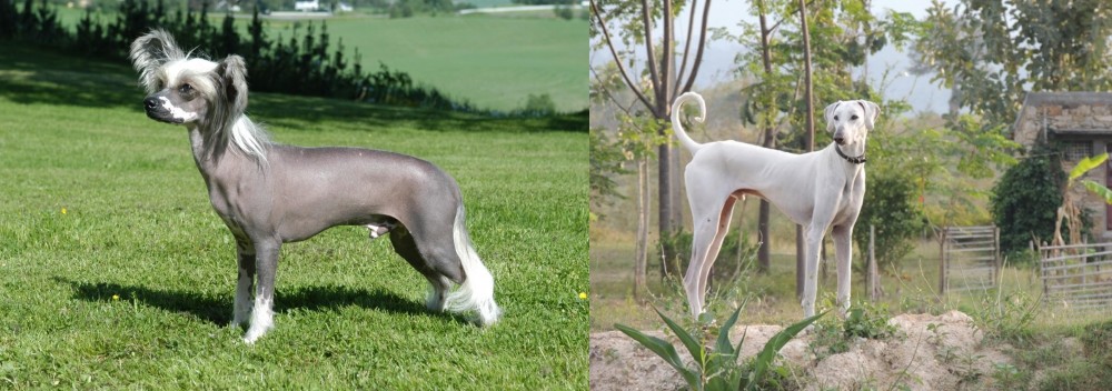 Chippiparai vs Chinese Crested Dog - Breed Comparison