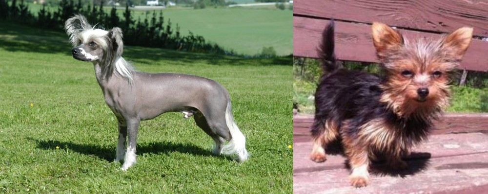Chorkie vs Chinese Crested Dog - Breed Comparison