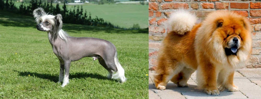 Chow Chow vs Chinese Crested Dog - Breed Comparison