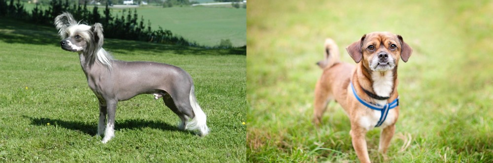 Chug vs Chinese Crested Dog - Breed Comparison