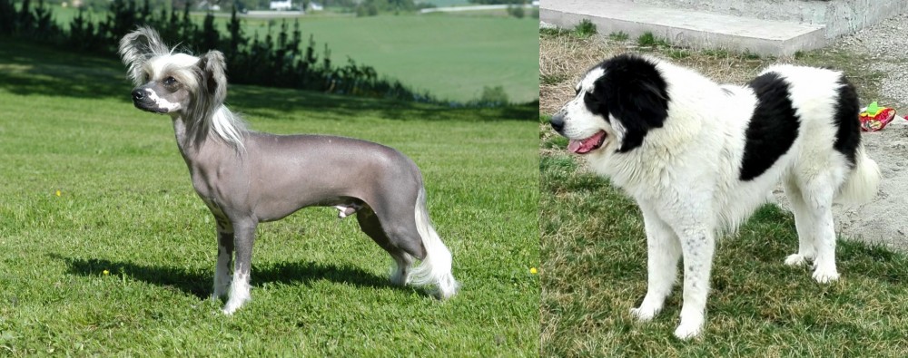 Ciobanesc de Bucovina vs Chinese Crested Dog - Breed Comparison