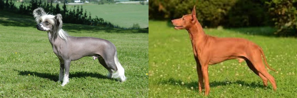 Cirneco dell'Etna vs Chinese Crested Dog - Breed Comparison