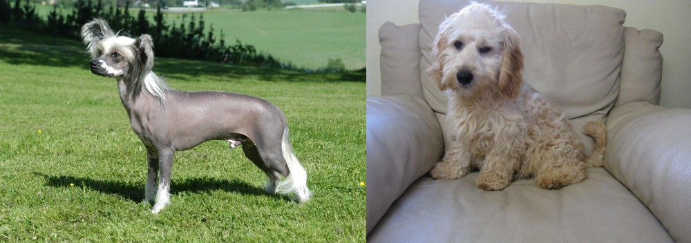 Cockachon vs Chinese Crested Dog - Breed Comparison
