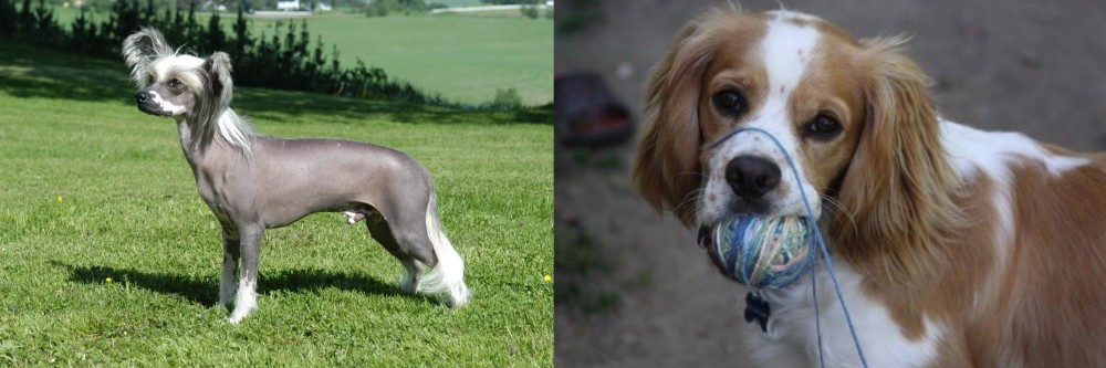 Cockalier vs Chinese Crested Dog - Breed Comparison