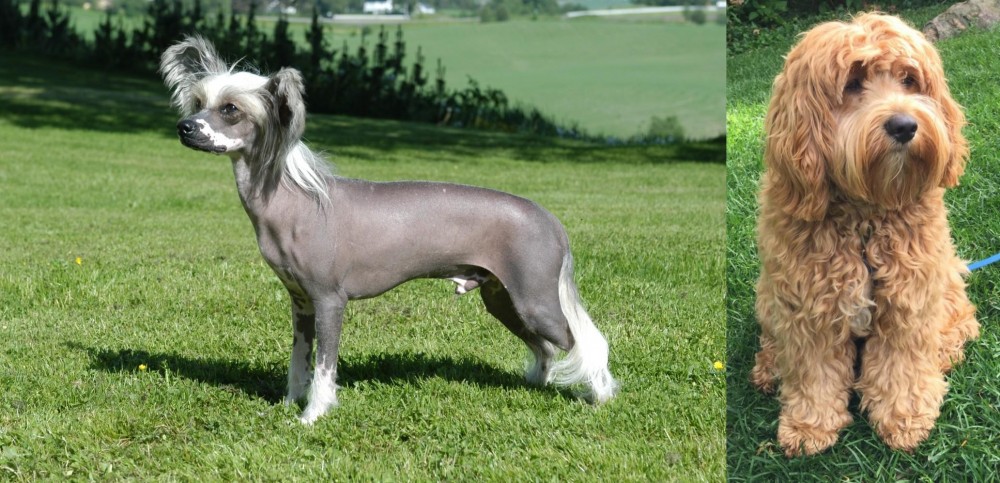 Cockapoo vs Chinese Crested Dog - Breed Comparison