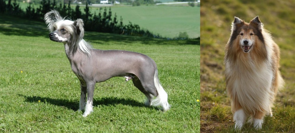 Collie vs Chinese Crested Dog - Breed Comparison