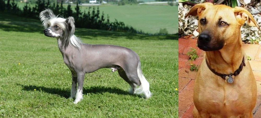 Combai vs Chinese Crested Dog - Breed Comparison