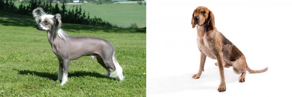 Coonhound vs Chinese Crested Dog - Breed Comparison