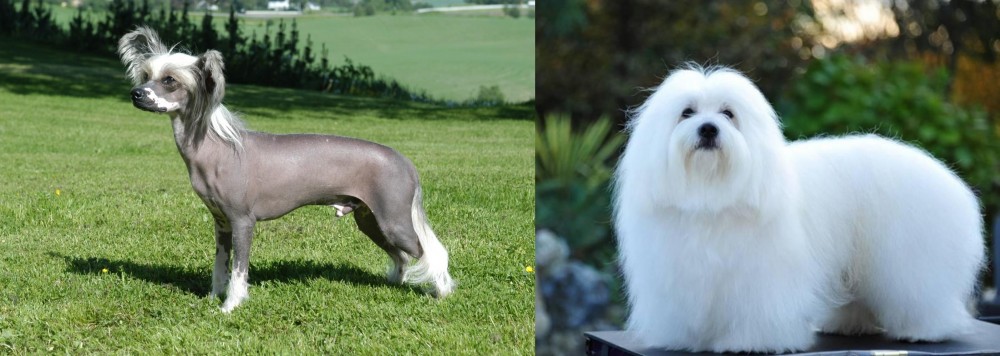 Coton De Tulear vs Chinese Crested Dog - Breed Comparison
