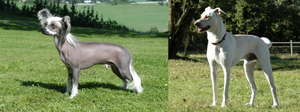 Cretan Hound vs Chinese Crested Dog - Breed Comparison