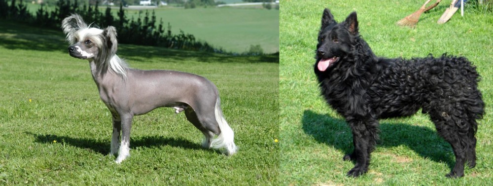 Croatian Sheepdog vs Chinese Crested Dog - Breed Comparison