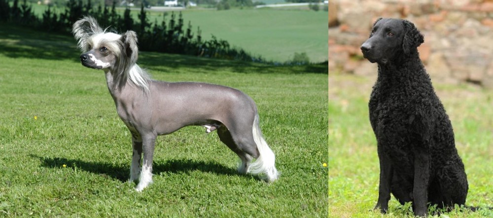 Curly Coated Retriever vs Chinese Crested Dog - Breed Comparison