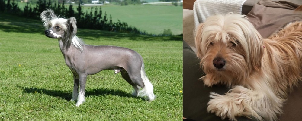 Cyprus Poodle vs Chinese Crested Dog - Breed Comparison
