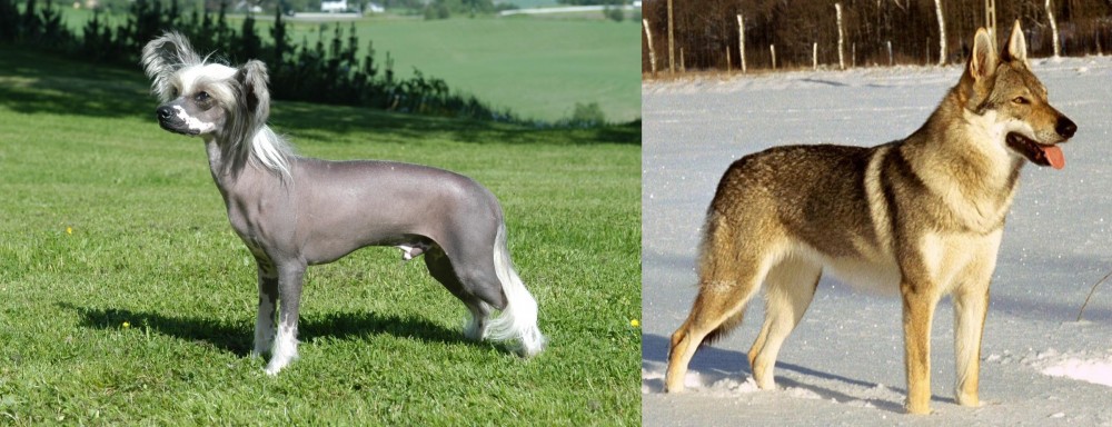 Czechoslovakian Wolfdog vs Chinese Crested Dog - Breed Comparison