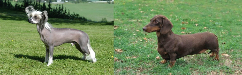 Dachshund vs Chinese Crested Dog - Breed Comparison