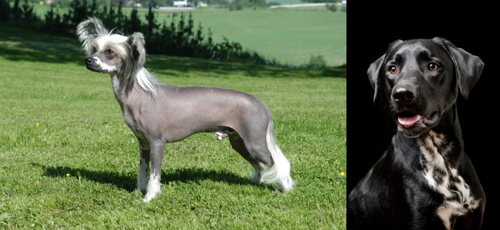 Dalmador vs Chinese Crested Dog - Breed Comparison