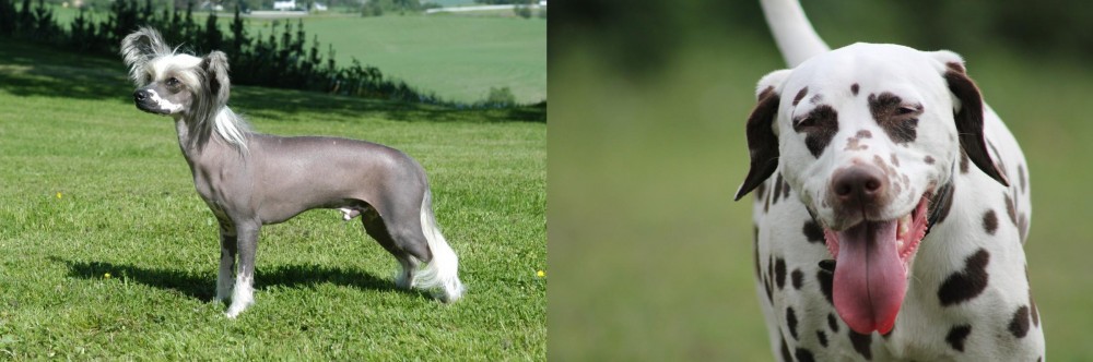 Dalmatian vs Chinese Crested Dog - Breed Comparison