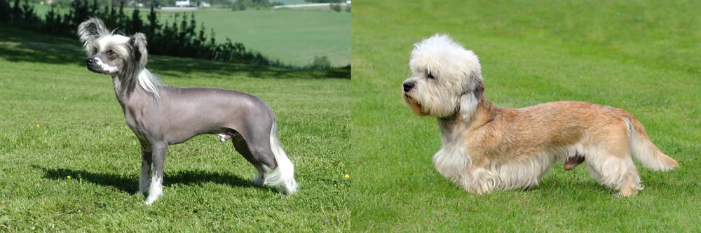 Dandie Dinmont Terrier vs Chinese Crested Dog - Breed Comparison