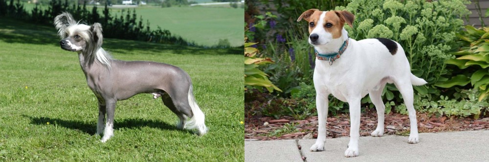Danish Swedish Farmdog vs Chinese Crested Dog - Breed Comparison