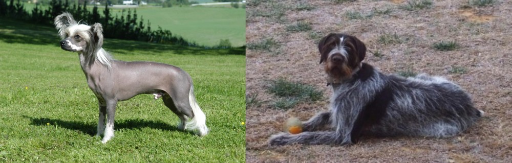Deutsch Drahthaar vs Chinese Crested Dog - Breed Comparison