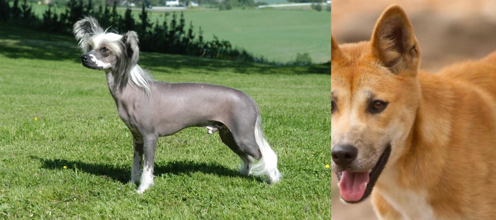 Dingo vs Chinese Crested Dog - Breed Comparison