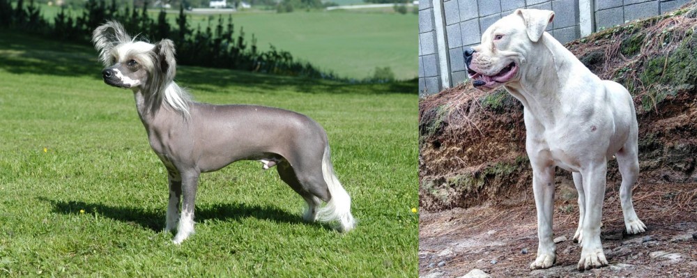 Dogo Guatemalteco vs Chinese Crested Dog - Breed Comparison