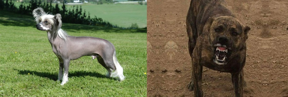 Dogo Sardesco vs Chinese Crested Dog - Breed Comparison