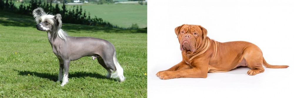 Dogue De Bordeaux vs Chinese Crested Dog - Breed Comparison